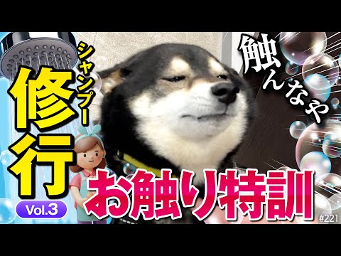 犬の動画サムネイル - トリミングサロンでシャンプーの修行をする柴犬#03