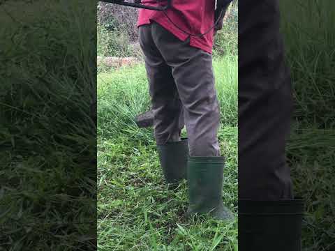 Mowing the lawn, cleaning the garden