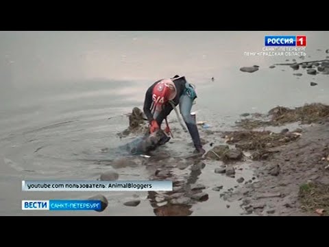 В центре Петербурга спасатели пришли на выручку енотовидной собаке