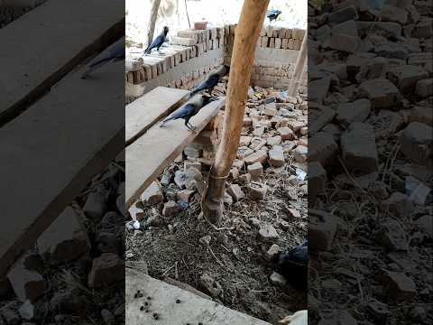 Crow #animals #ani_lyf #cuteanimal #crow