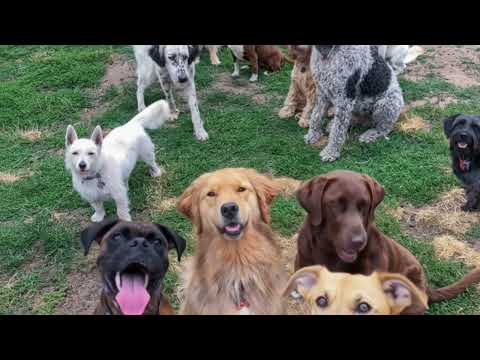 Dog's fighting video | street dog's fighting in this video | block and white colour dog's | #doglove