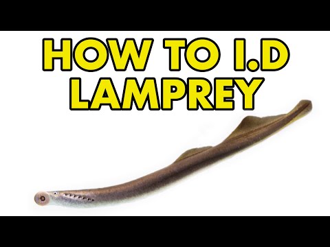 UK Lamprey_ HOW TO I.D Learn how to I.D different members of the lamprey family including brook, river and sea lamprey.

Do