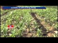 Restored lake revives crops in Adilabad