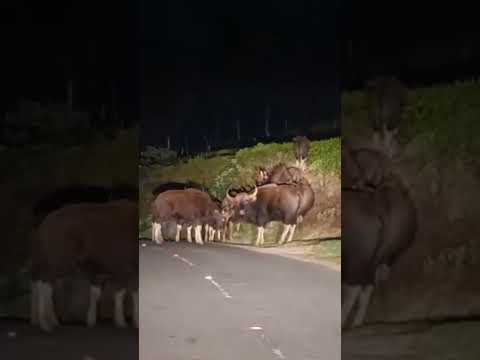 #nature#bison#wildlife#travel # youtubeshorts