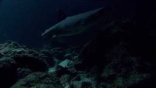 サメの戦場2