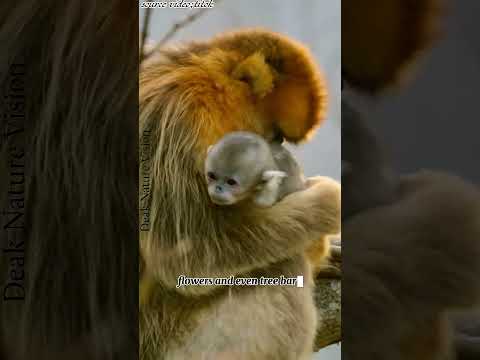 Chapter 29;Golden Snub-Nosed Monkey.