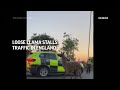 Wandering llama stalls traffic  - 00:38 min - News - Video