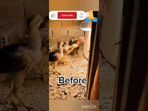 desi jaisa fighter murga#murge ki video