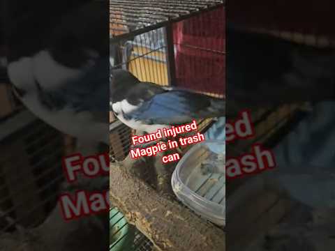 My dog found injured Magpie in trash can. #wildlife #birds #injuredbird #love #care