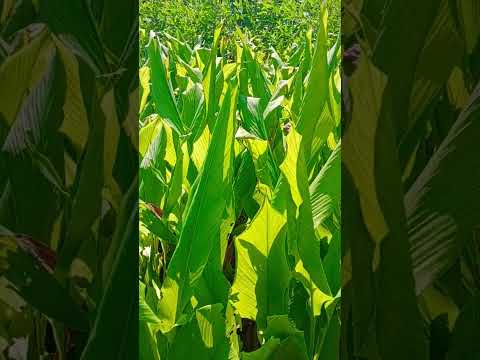 #farming #agriculture #trending #viral #nature #telugu #villagelife #automobile #ap #tg