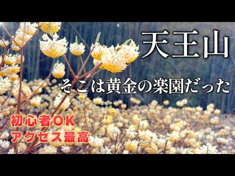 【天王山】今が満開！黄金に輝くミツマタの群生が美しすぎる｜京都・大山崎の春ハイク｜街からすぐ行ける歴史と花の癒やし登山｜天下分け目の天王山｜豊臣兄弟