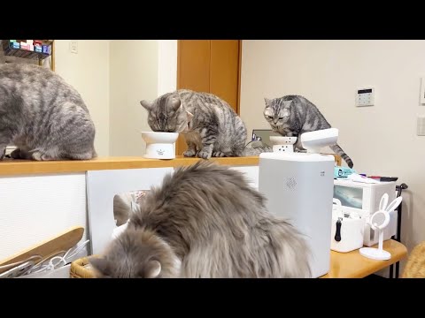 平和なごはんタイムで癒しとほっこりを体験しよう サムネイル