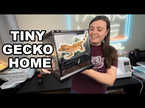 NEW Crested Gecko TINY Terrarium Setup!! We created a NEW crested gecko tiny terrarium enclosure! 
What do you think? Comment below! 

Shop N