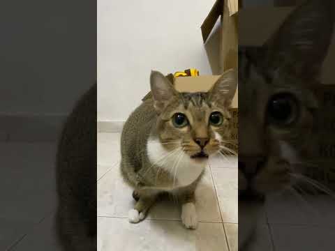 猫の動画サムネイル - meimeisangnei 🐱🦖#dinocattutu