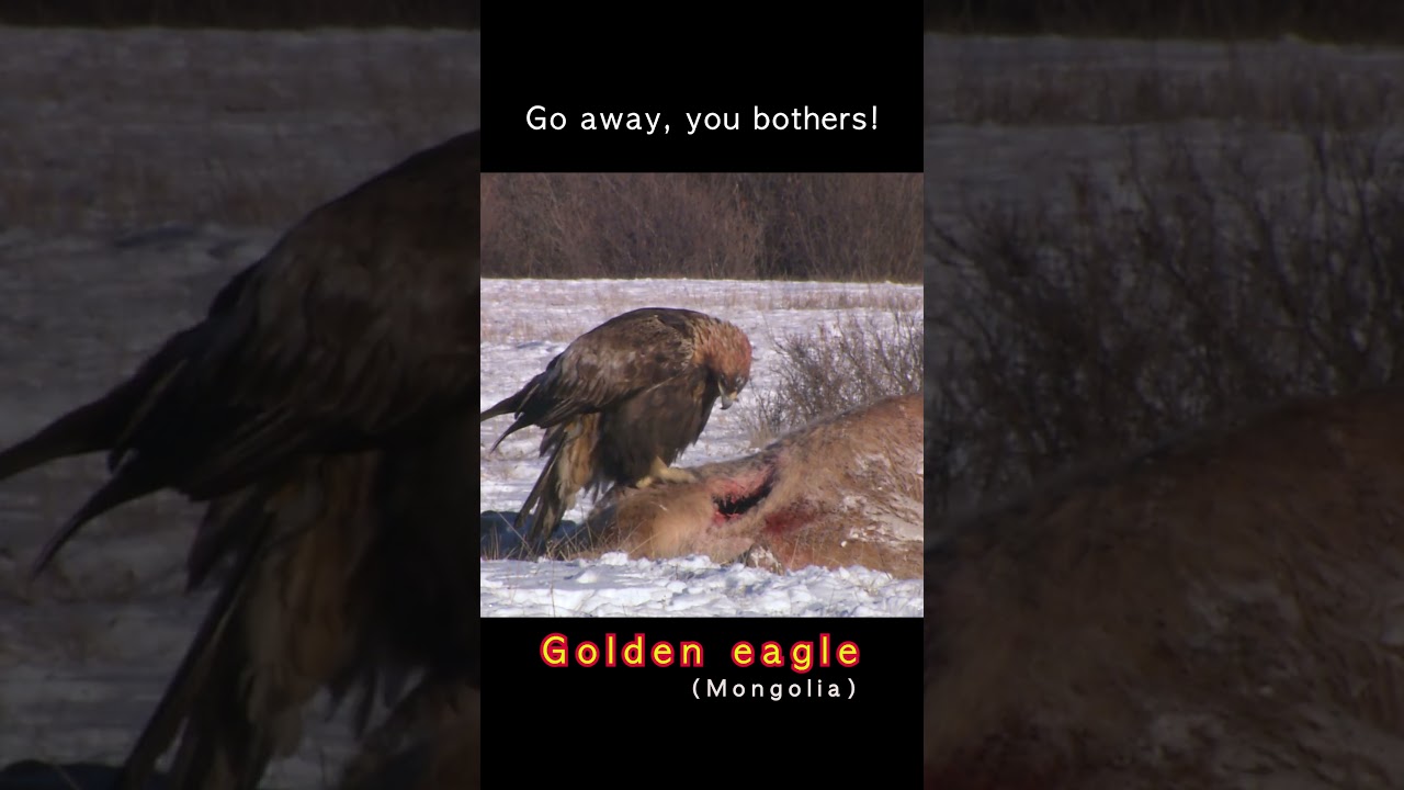 Golden eagle - Mongolia, Go away, you bothers! #shorts