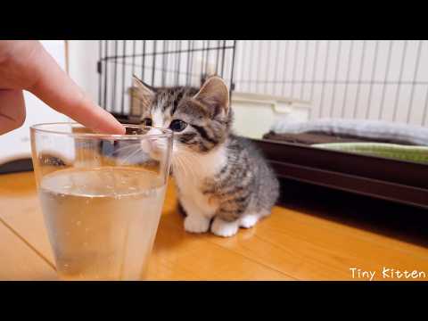 Cute kitten looking curiously at soda water for the first time...