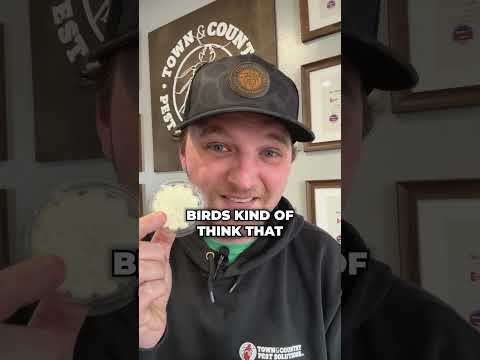 How to Keep Birds Away! Optical Gel Disks Explained | Rochester NY