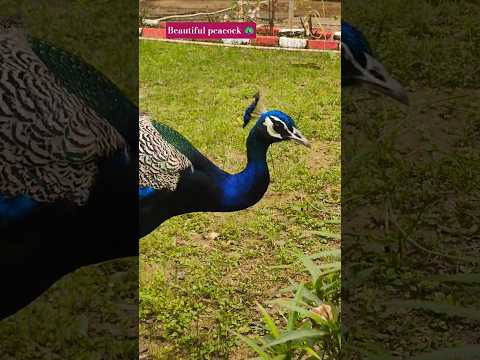 peacock 🦚#motivation #mor #shorts #algrow #shorts #yt #shot