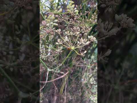 Ladybird #ladybug #nature #ladybuglove #insects #miraculousnature #ladybugs #gardening #bugs #bug