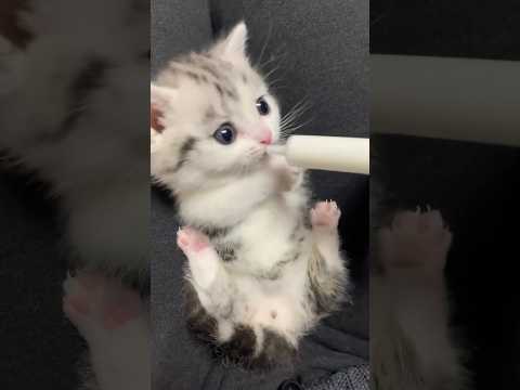 cat funny video 🥰 #funny