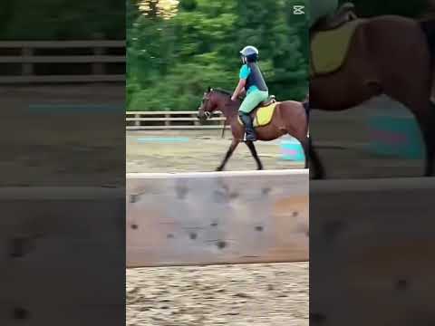 Lesson on frankyyyyyy #flipy #horse #smalljump #equestrianriding #pony