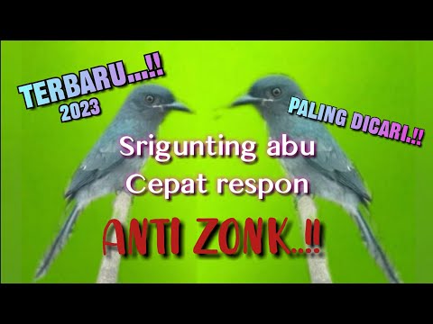 Suara Pikat Srigunting Abu Paling Dicari Anti Zonk