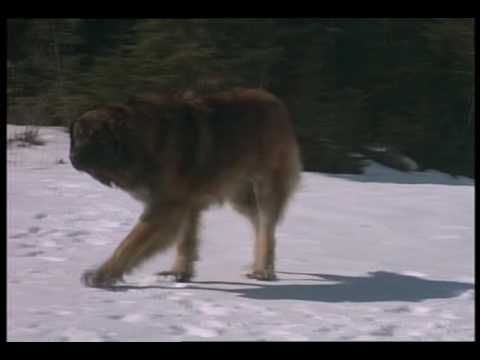 The Call of the Wild: Dog of the Yukon'