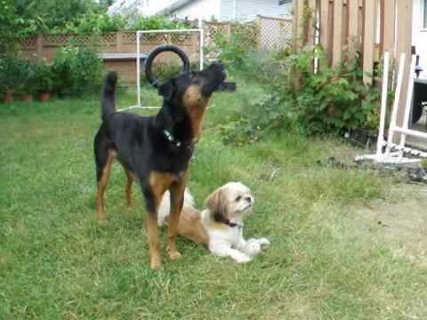 Dogs Spiel Dogs Spiel