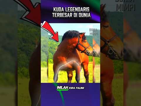 KUDA TERBESAR DI DUNIA#faktaunik #shrots
