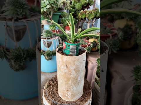 Hydroponic spider plant small are growing so well #shorts #viralvideo #plants #flowers #gardening