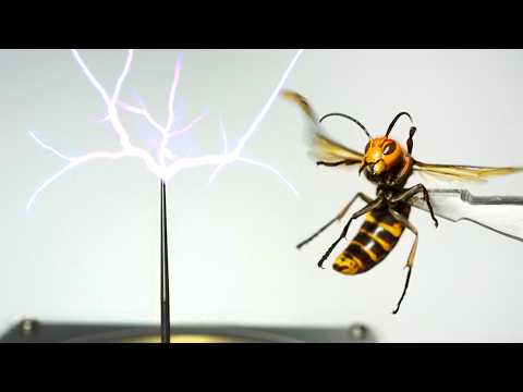 オオスズメバチを電気発生装置にあてると…ヤバすぎた
