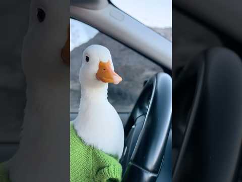 Pet duck when you stop petting them #shorts