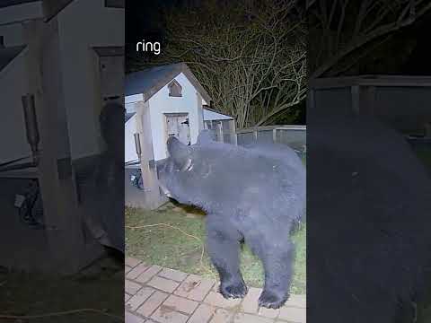 This bear tried breaking into a chicken coop, but the resident used Two-Way talk to scare it off!