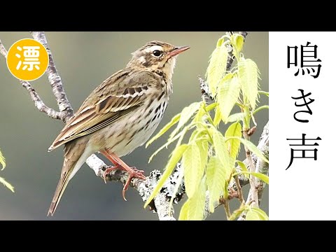 ビンズイの鳴き声（さえずり）