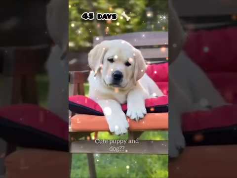 one month to one year puppy to dog 🐶🥰🥰#subscribe #sehar