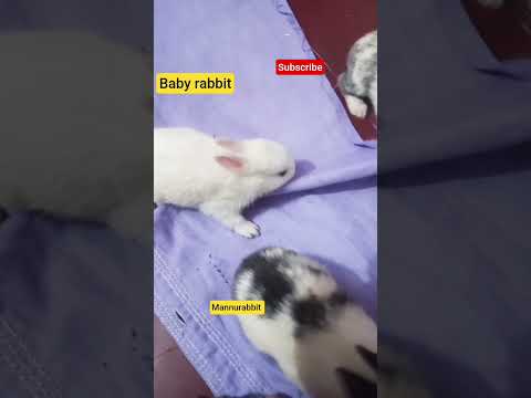 #baby rabbit #viral#pets vedio#mannurabbit