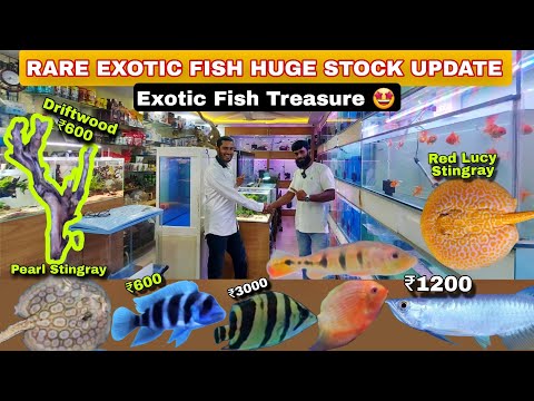 Shaz aquatics| Rare Unseen Monster Fish Stingrays, Contact 
+91 98459 88166

Chapters 
0_00 - Shaz aquatic nature 
0_54- Main Video Starts 
1_59- Front