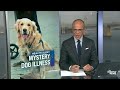 Mysterious respiratory illness spreading to dogs across U.S.  - 01:49 min - News - Video