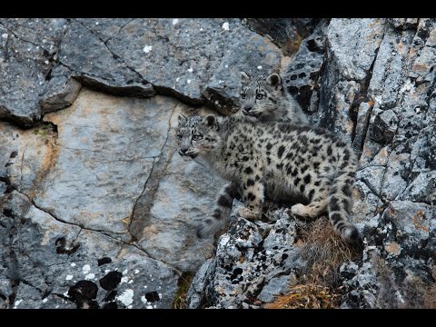 The Frozen Kingdom of the Snow Leopard'