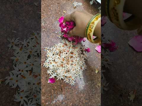 हरसिंगार की रंगोली #flowergarden #houseplants #gardening #ytshort