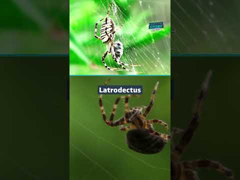 Why spiders are invading your home #itvnews