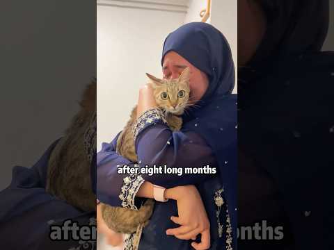 🐱✈️ CAT CHASED OWNER TO FINLAND?!🙏❤️ LOYALTY EPIC! 😭🌏#animals #pets #rescue #kitty #shorts #sad サムネイル