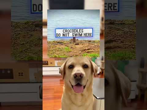 #memes #story #dog #shorts #pets