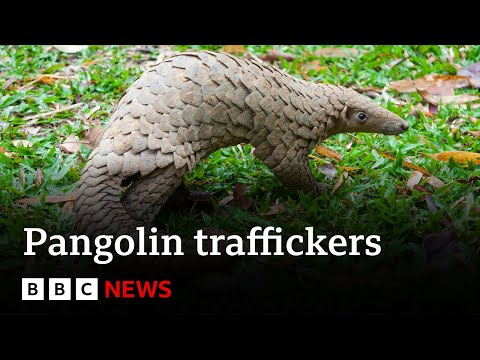 'Top' pangolin traffickers caught by undercover sting operation - BBC News