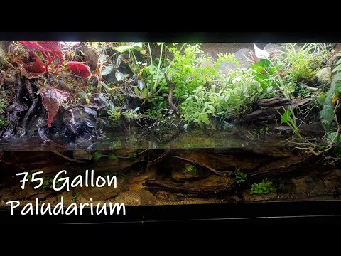 Oops- what a tank looks like when you haven't trim Today we take a look at the plants in my 75g Paludarium and give it its first real trim. It does not