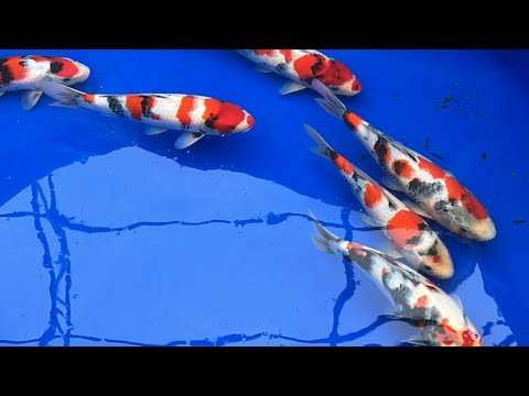 Grow and show south west koi WELCOME BACK ITS JAMES THE KOI WHISPERER!!!!!

Join this channel to get access to perks_
https_//www