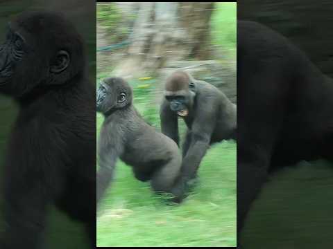 台北市立動物園のゴリラが見せる癒やしと面白い瞬間 サムネイル
