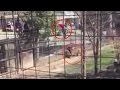Shocking video : Woman jump safety fence at Toronto Zoo tiger enclosure to retrieve hat