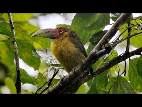 A Relaxing Journey To The Rainforests of South America | The Wild Place | BBC Earth