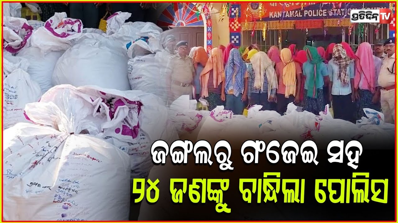 କଣ୍ଟାମାଳ ପୋଲିସକୁ ବଡ ସଫଳତା, ୬ କ୍ଵିଣ୍ଟାଲରୁ ଅଧିକ ଗଞ୍ଜେଇ ଜବତ ସହ ୨୪ ଗିରଫ । Ganja Seized in Boudh